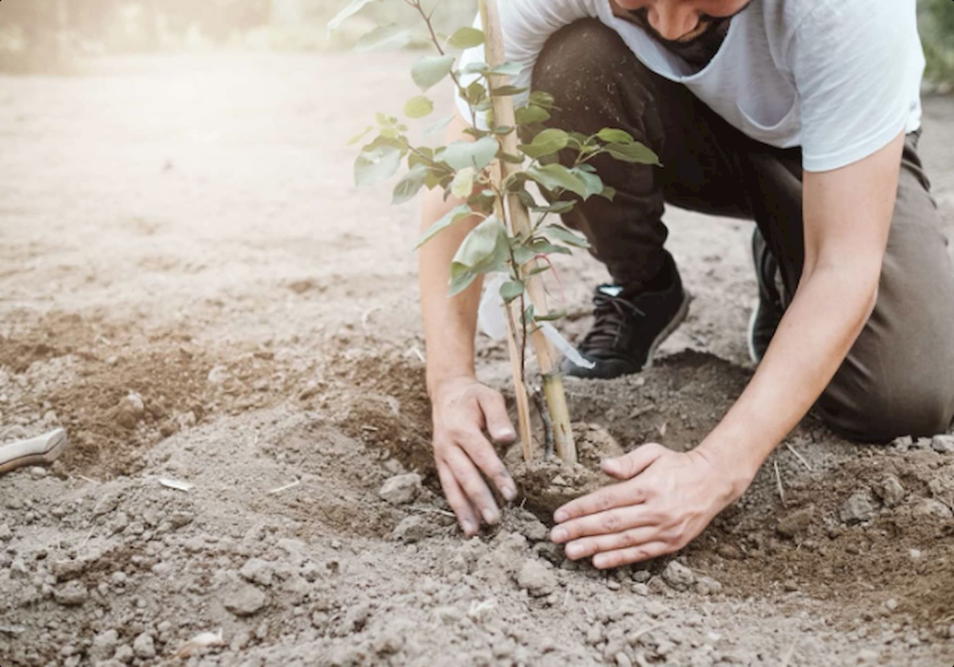 Man planting a tree