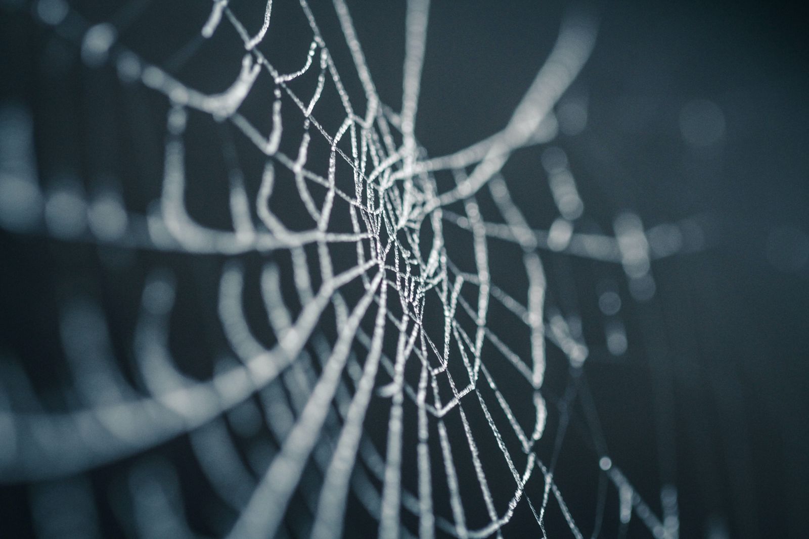 spider web