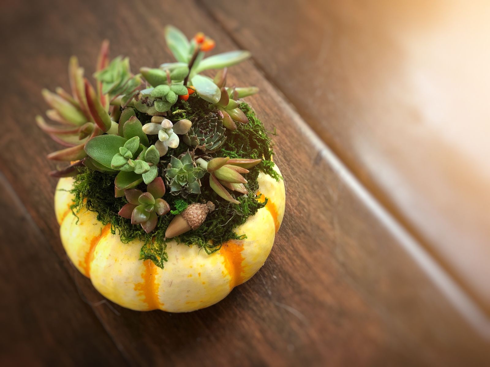 succulens in a pumpkin